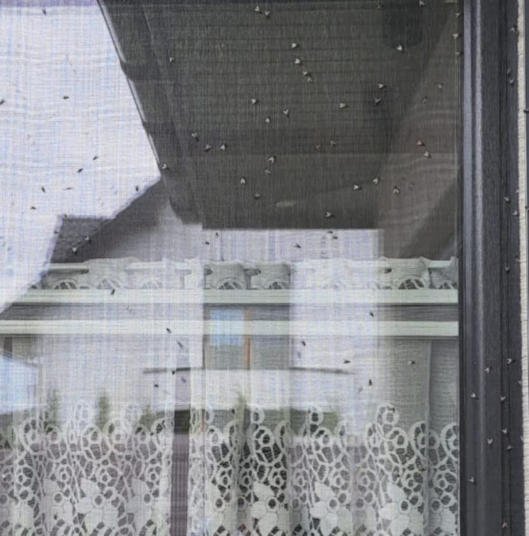 Nakło Śląskie. Mieszkańcy walczą z plagą much