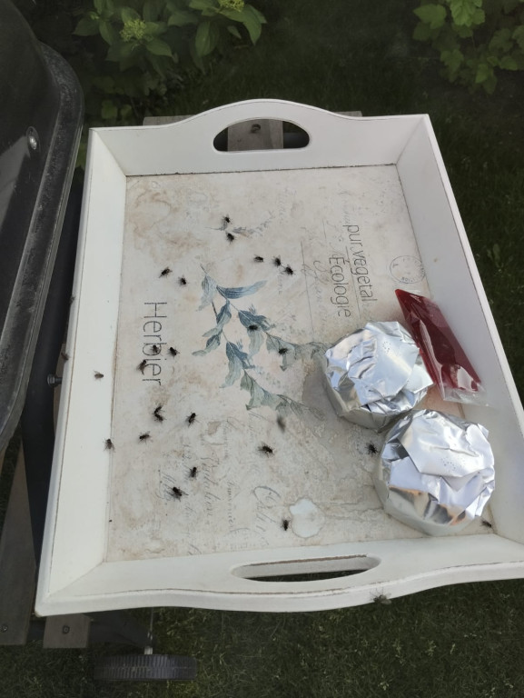 Nakło Śląskie. Mieszkańcy walczą z plagą much