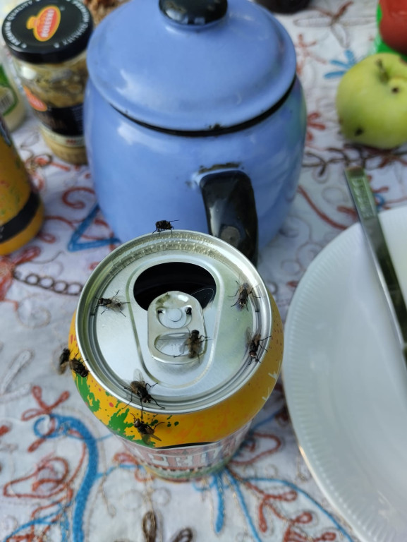 Nakło Śląskie. Mieszkańcy walczą z plagą much