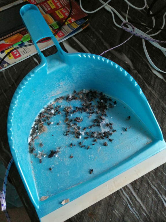 Nakło Śląskie. Mieszkańcy walczą z plagą much