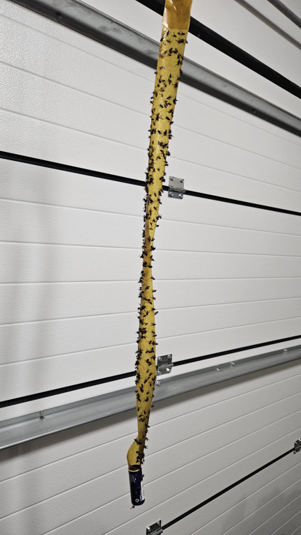 Nakło Śląskie. Mieszkańcy walczą z plagą much