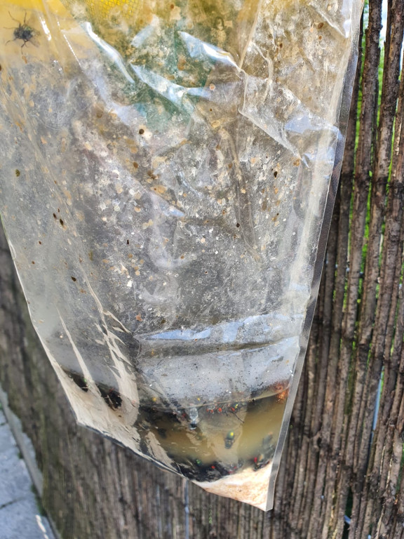 Nakło Śląskie. Mieszkańcy walczą z plagą much