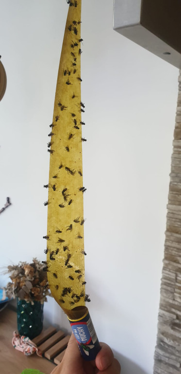 Nakło Śląskie. Mieszkańcy walczą z plagą much