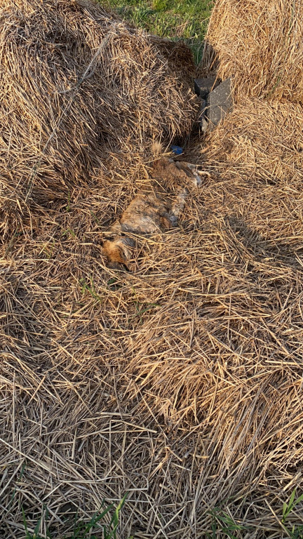 Nakło Śląskie. Mieszkańcy walczą z plagą much