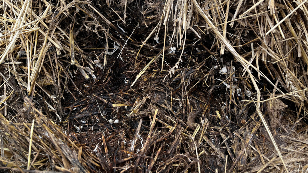 Nakło Śląskie. Mieszkańcy walczą z plagą much