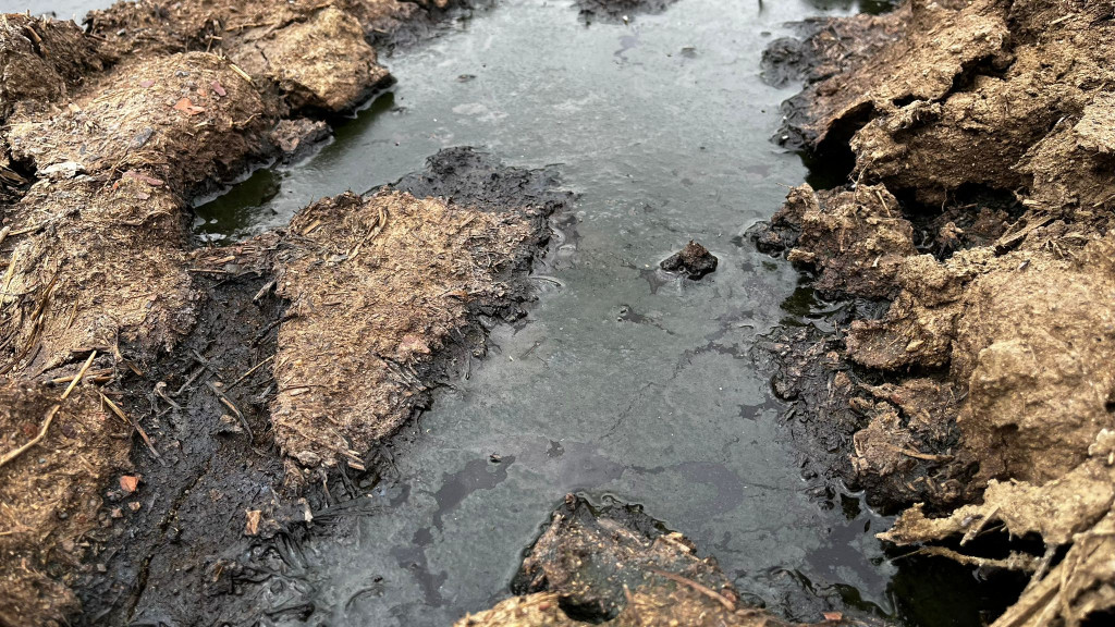 Nakło Śląskie. Mieszkańcy walczą z plagą much