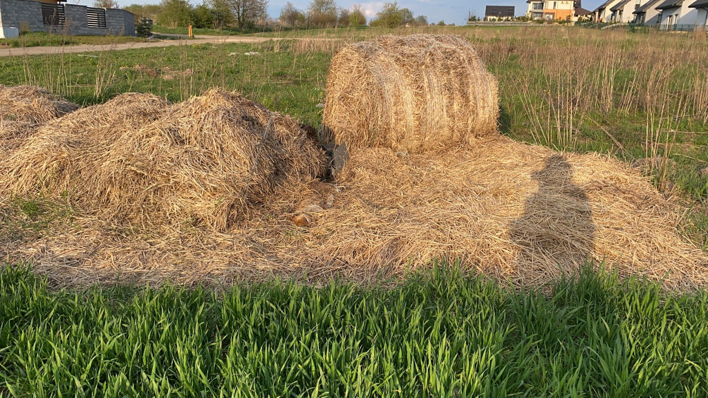 Nakło Śląskie. Mieszkańcy walczą z plagą much