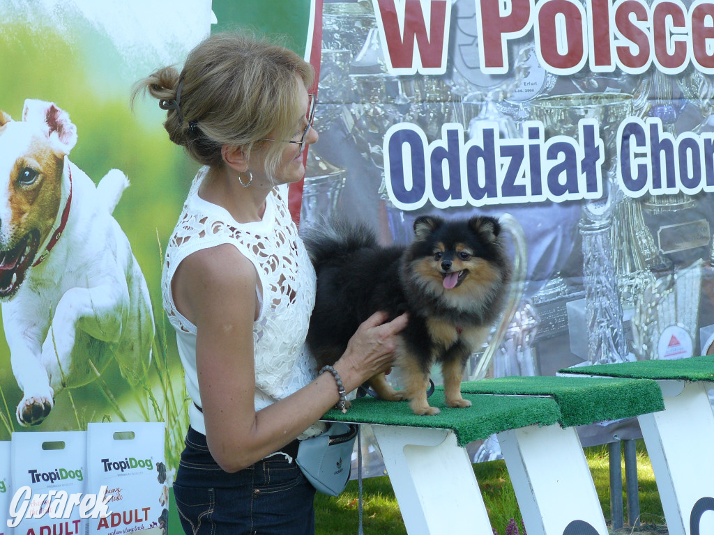 Wystawa psów w parku w Świerklańcu [FOTO]