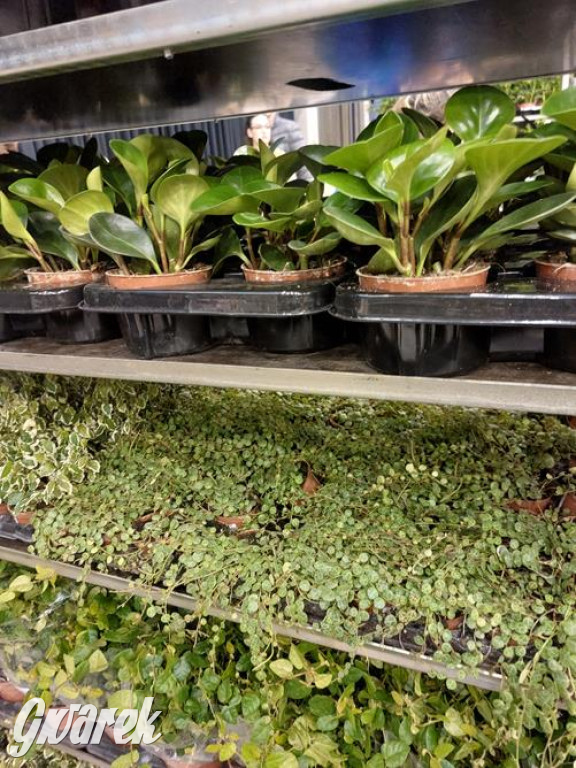 Festiwal Roślin. Wielki wybór, jakie ceny?