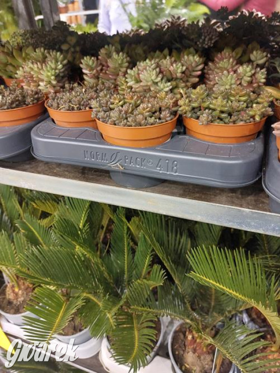 Festiwal Roślin. Wielki wybór, jakie ceny?