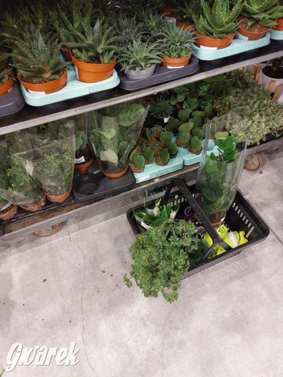 Festiwal Roślin. Wielki wybór, jakie ceny?