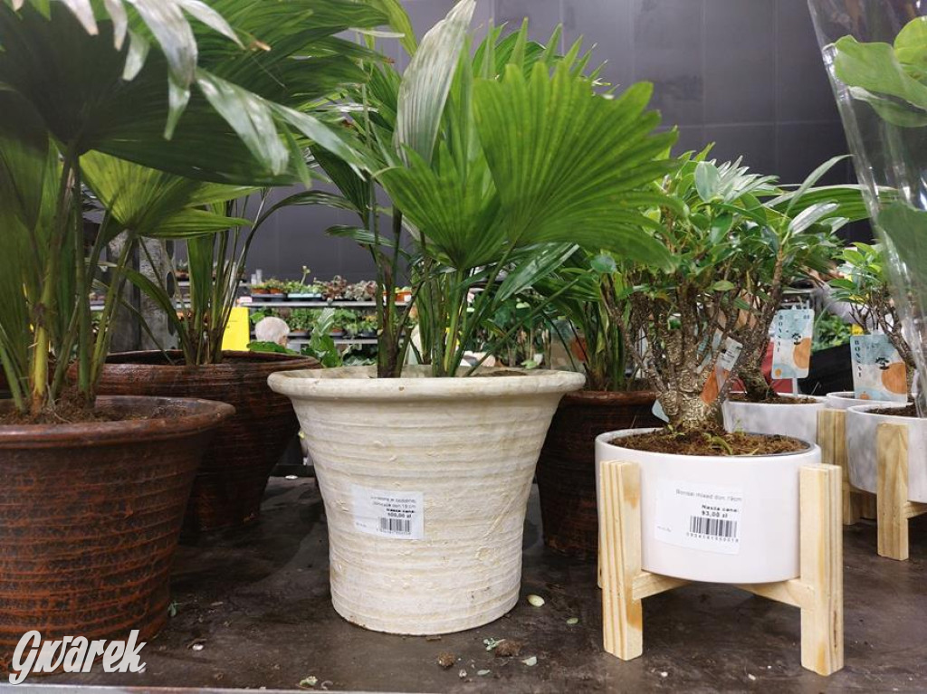 Festiwal Roślin. Wielki wybór, jakie ceny?