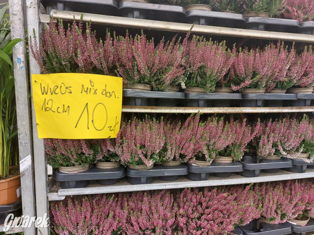 Festiwal Roślin. Wielki wybór, jakie ceny?