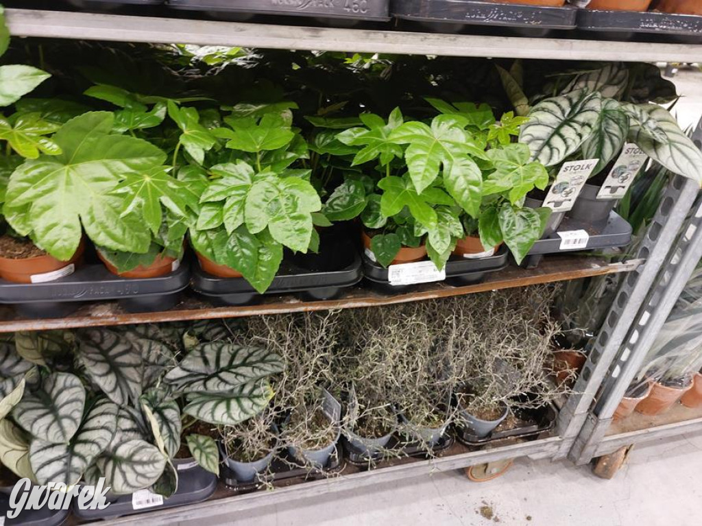 Festiwal Roślin. Wielki wybór, jakie ceny?