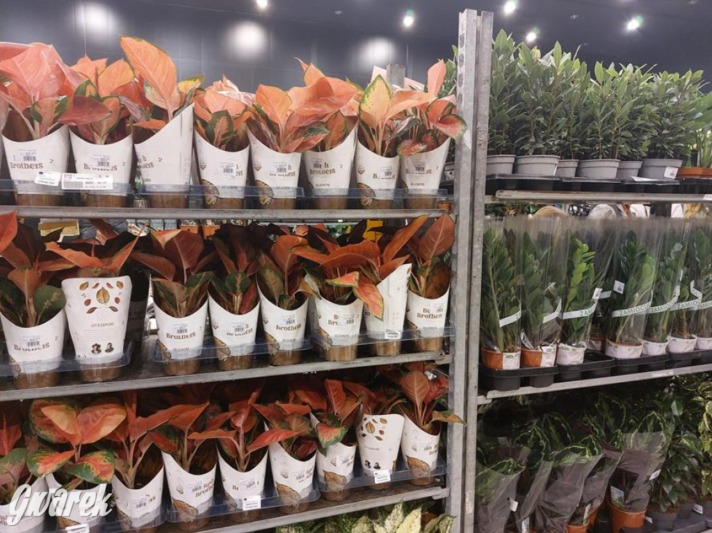 Festiwal Roślin. Wielki wybór, jakie ceny?