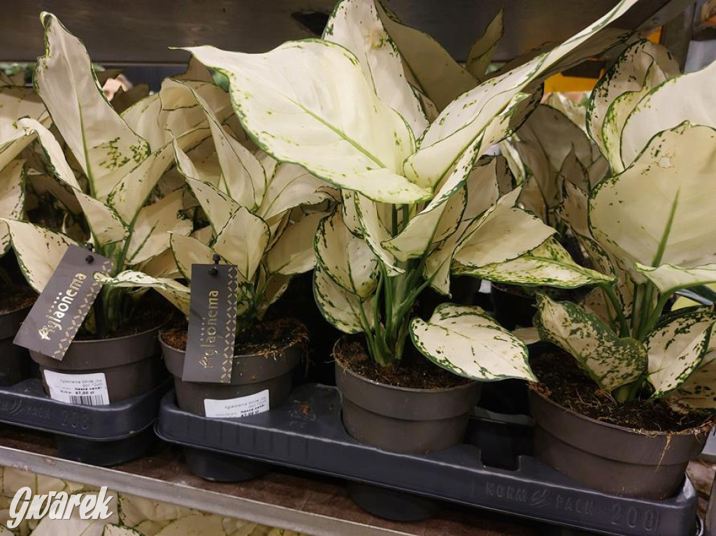 Festiwal Roślin. Wielki wybór, jakie ceny?