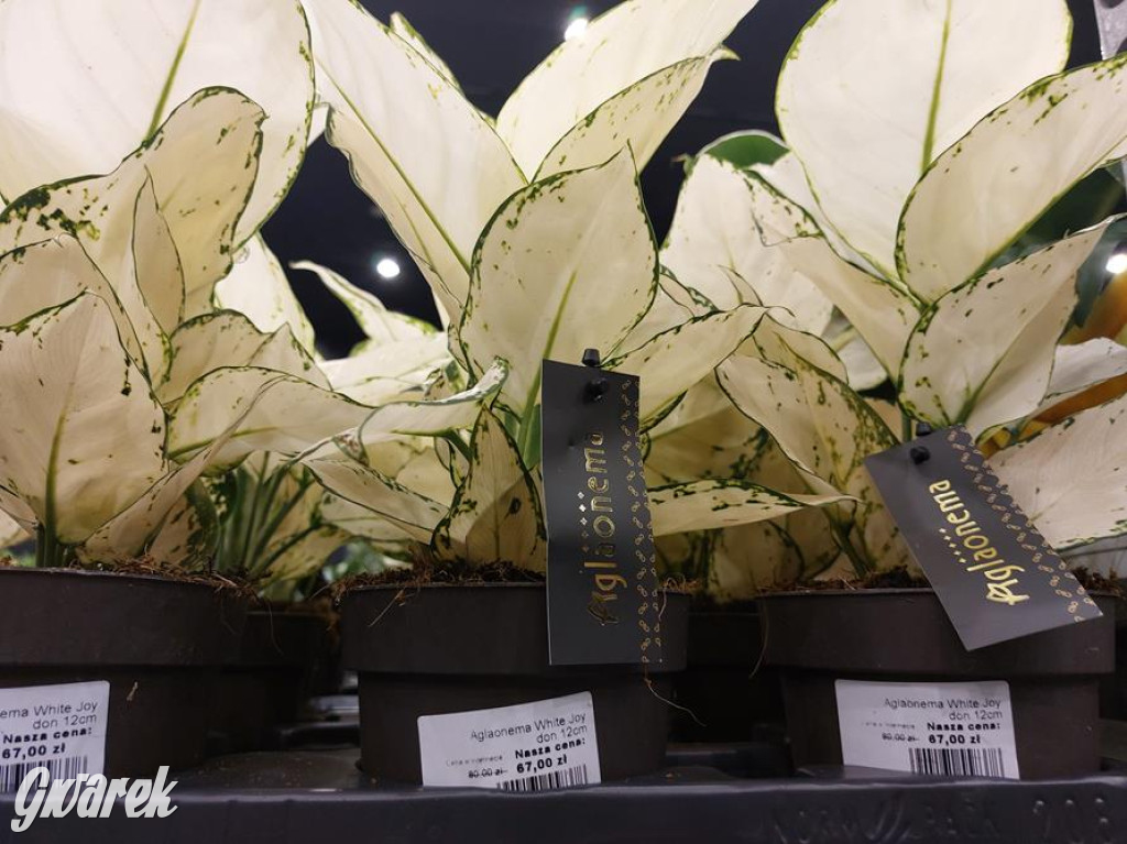 Festiwal Roślin. Wielki wybór, jakie ceny?