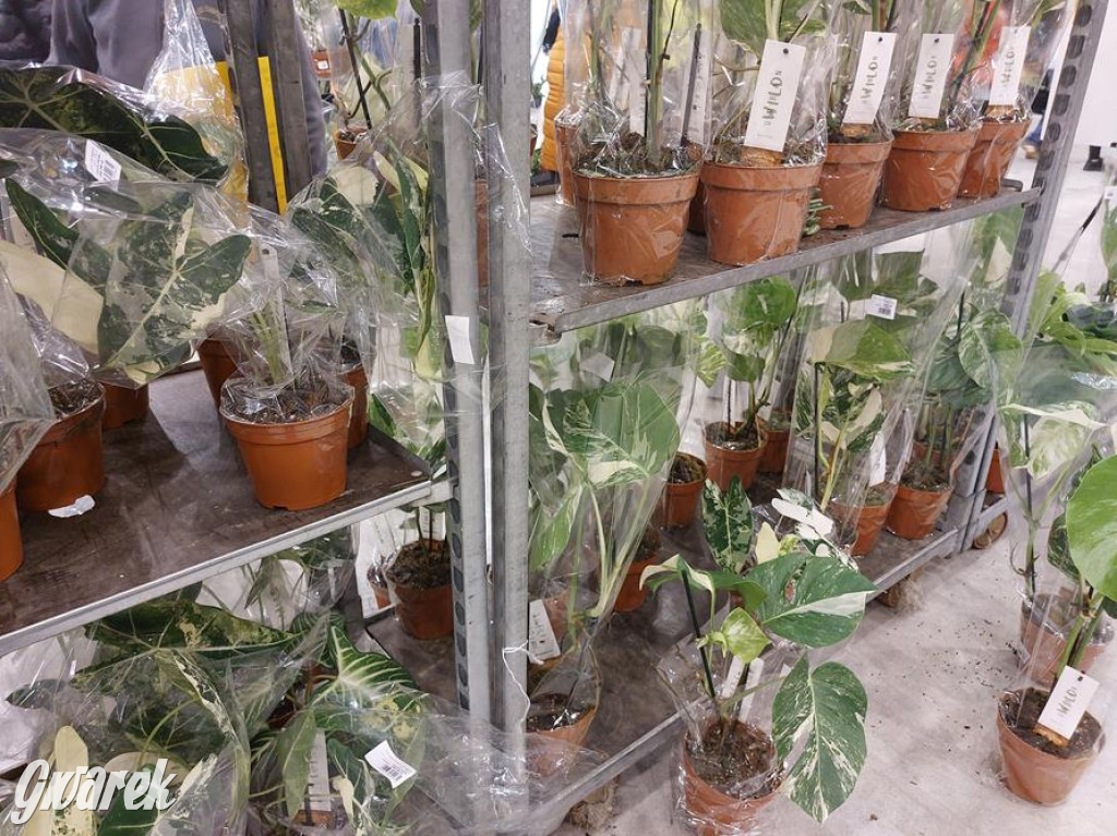 Festiwal Roślin. Wielki wybór, jakie ceny?