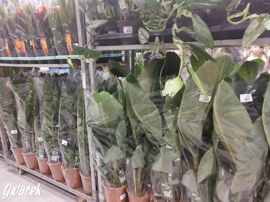 Festiwal Roślin. Wielki wybór, jakie ceny?