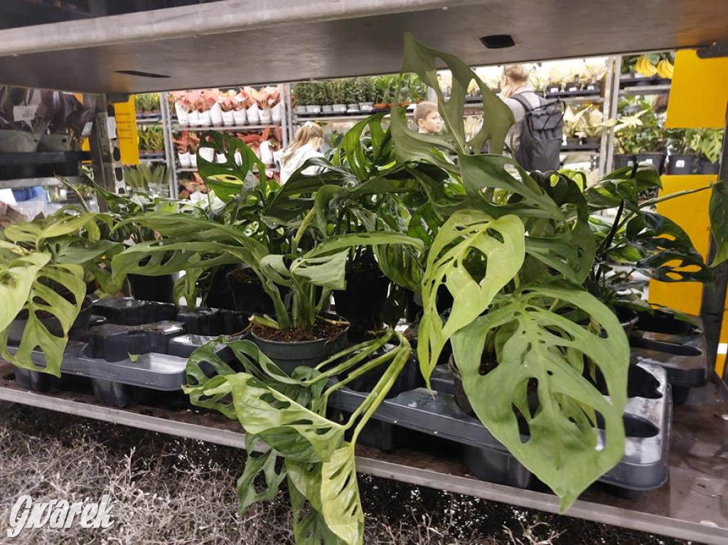 Festiwal Roślin. Wielki wybór, jakie ceny?