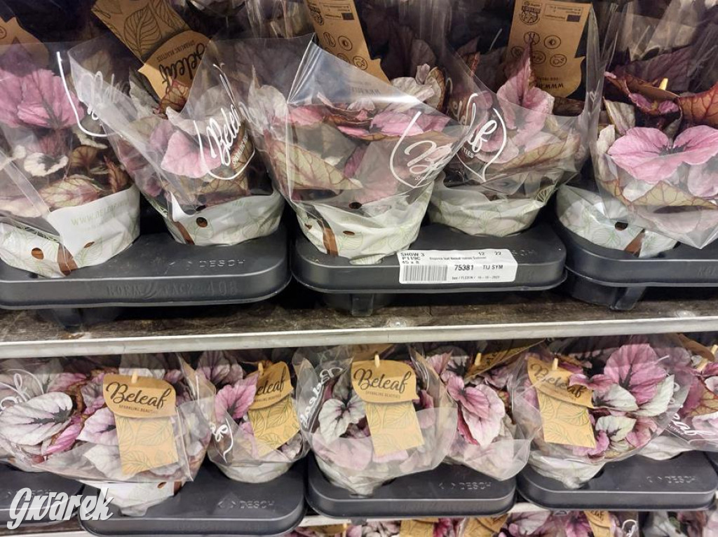 Festiwal Roślin. Wielki wybór, jakie ceny?