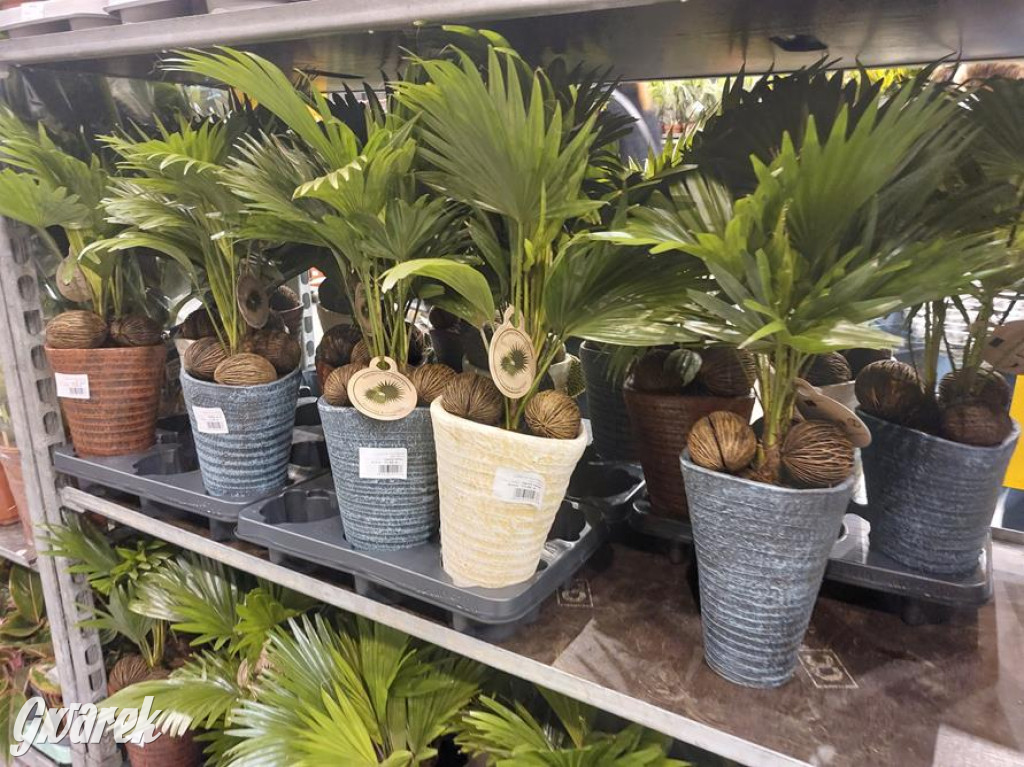 Festiwal Roślin. Wielki wybór, jakie ceny?