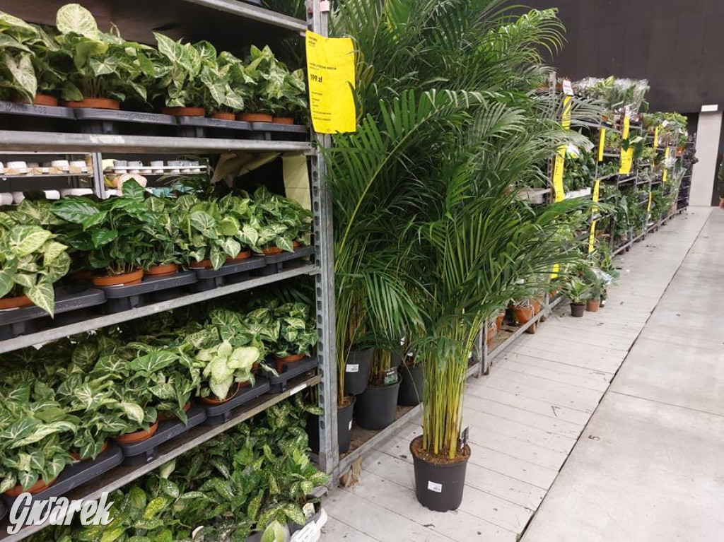 Festiwal Roślin. Wielki wybór, jakie ceny?