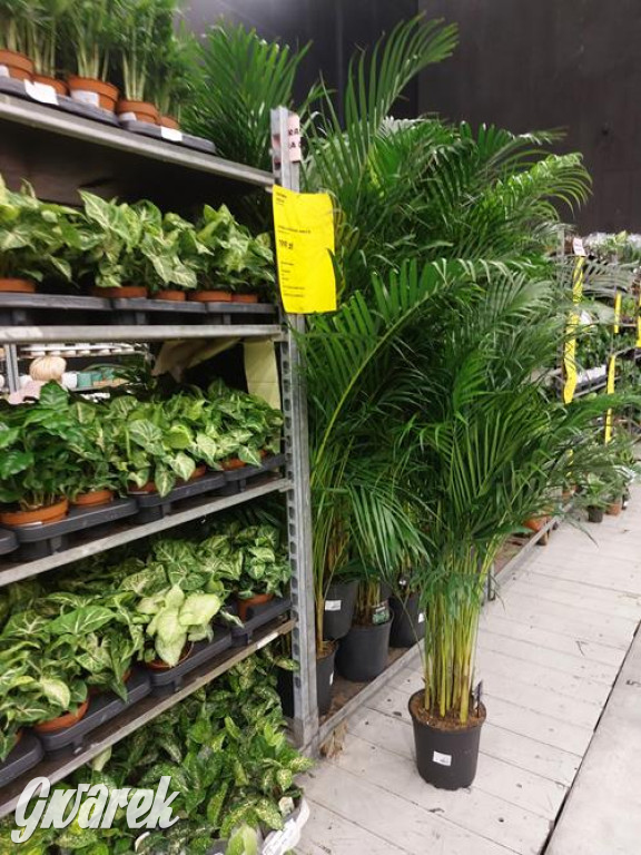 Festiwal Roślin. Wielki wybór, jakie ceny?