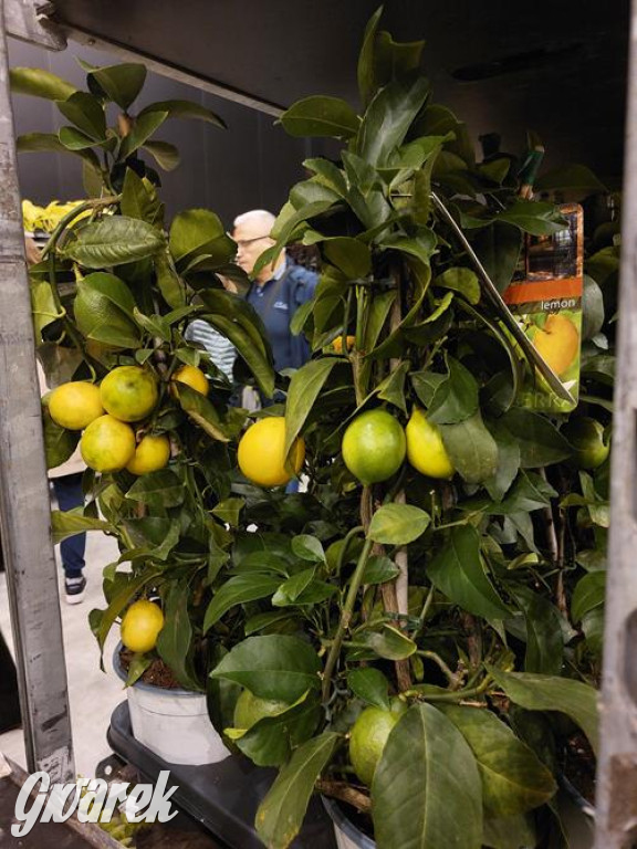 Festiwal Roślin. Wielki wybór, jakie ceny?