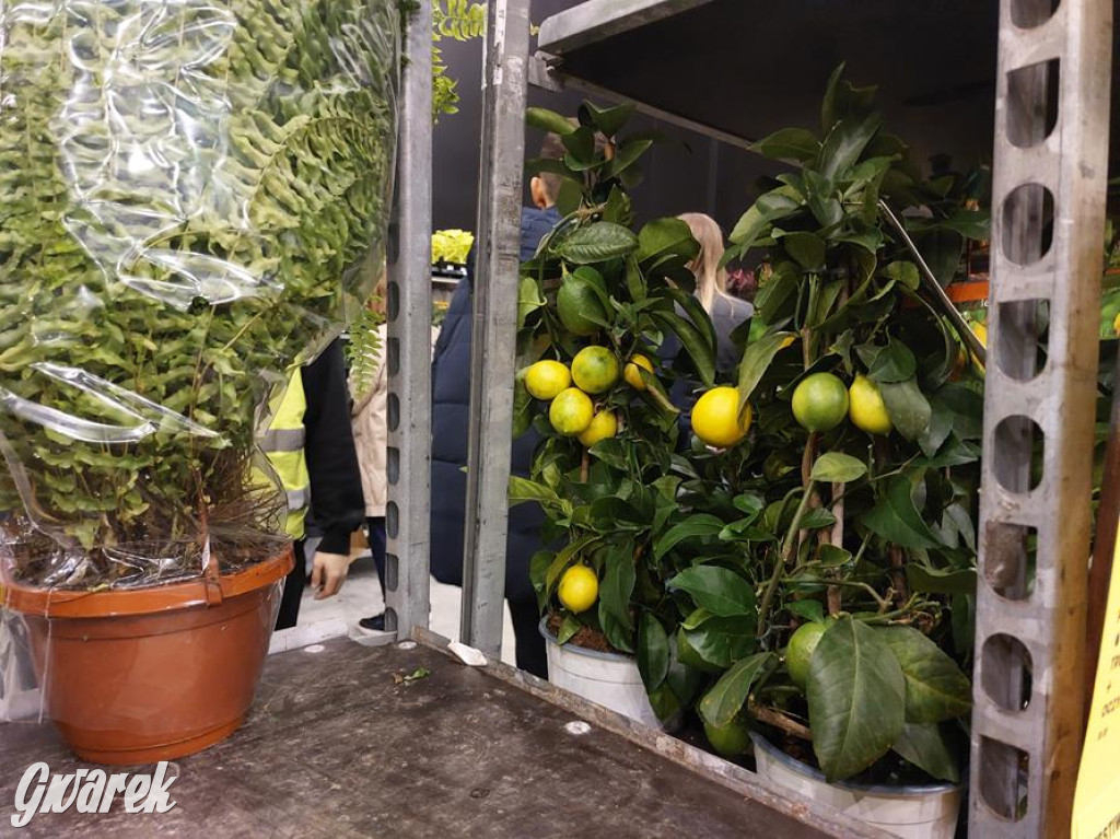 Festiwal Roślin. Wielki wybór, jakie ceny?