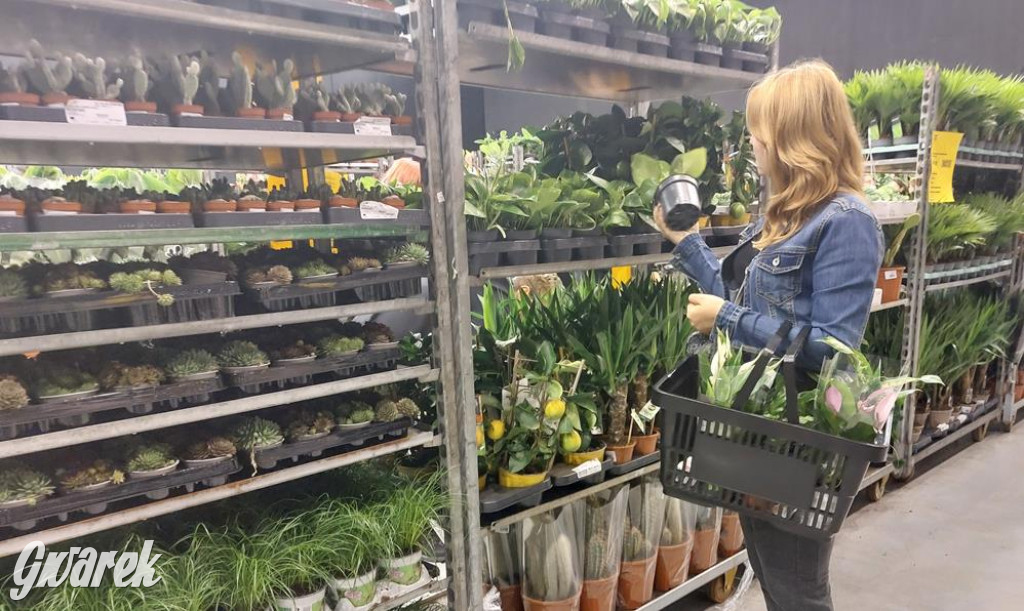 Festiwal Roślin. Wielki wybór, jakie ceny?