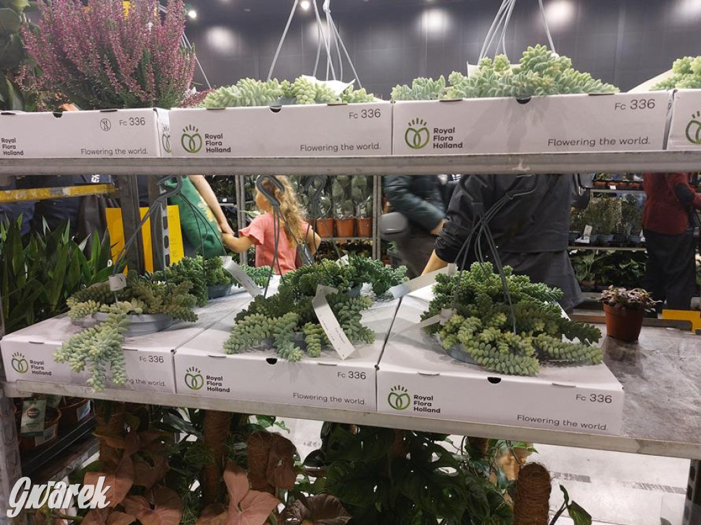 Festiwal Roślin. Wielki wybór, jakie ceny?