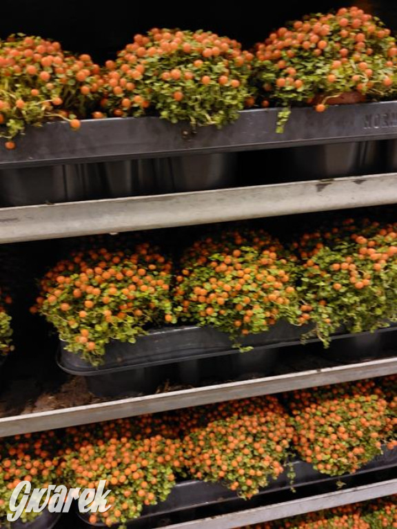 Festiwal Roślin. Wielki wybór, jakie ceny?