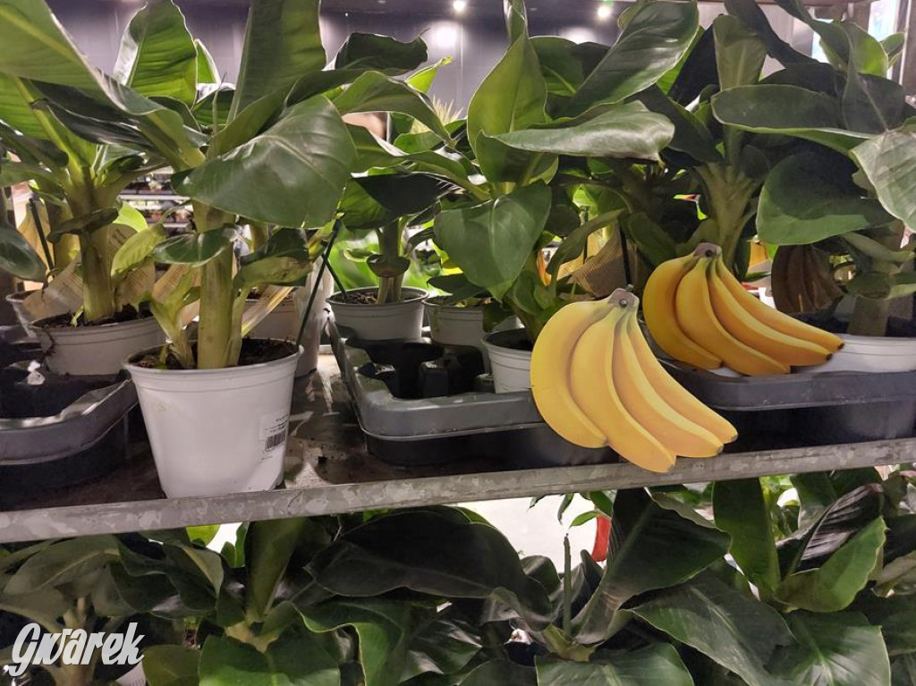 Festiwal Roślin. Wielki wybór, jakie ceny?