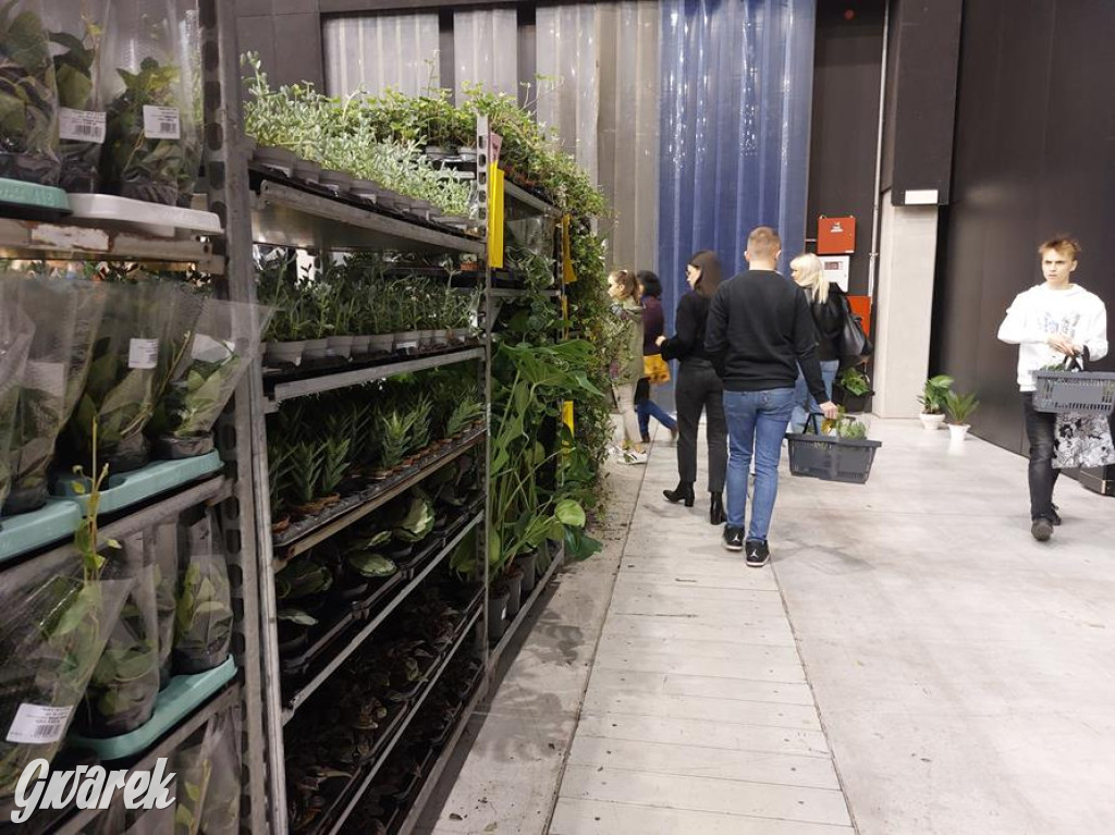 Festiwal Roślin. Wielki wybór, jakie ceny?