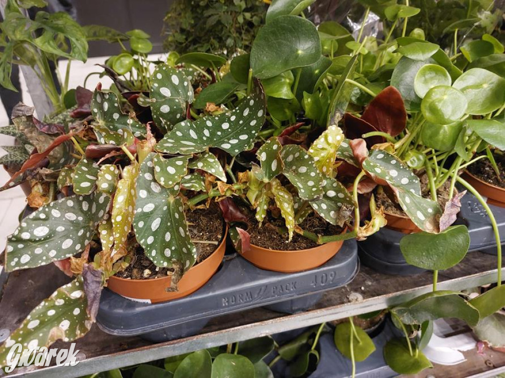 Festiwal Roślin. Wielki wybór, jakie ceny?