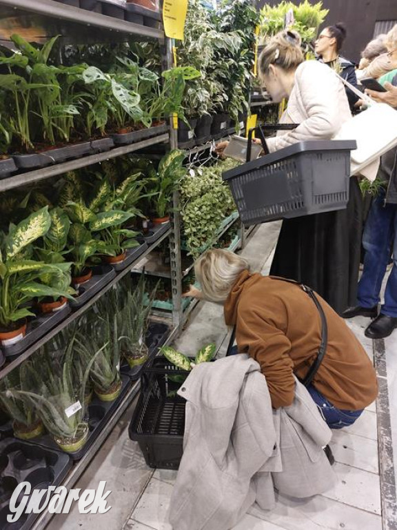 Festiwal Roślin. Wielki wybór, jakie ceny?