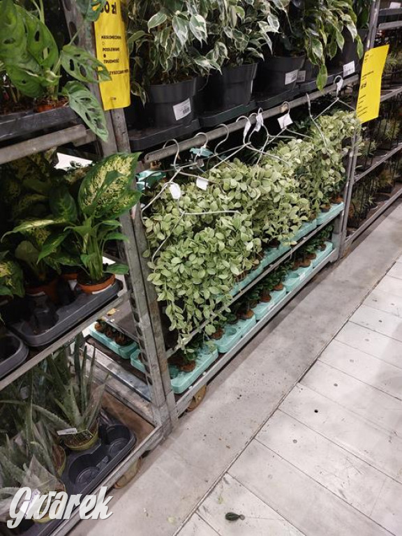 Festiwal Roślin. Wielki wybór, jakie ceny?