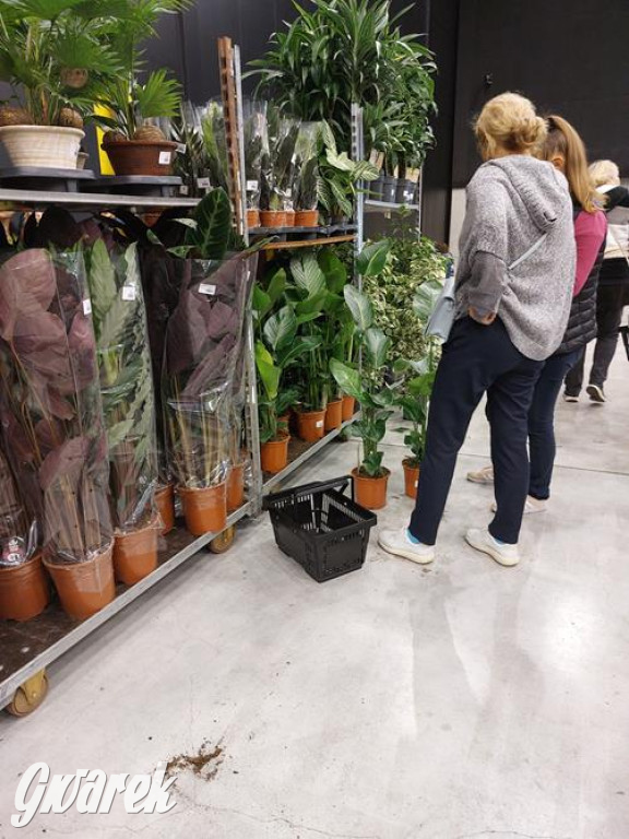 Festiwal Roślin. Wielki wybór, jakie ceny?