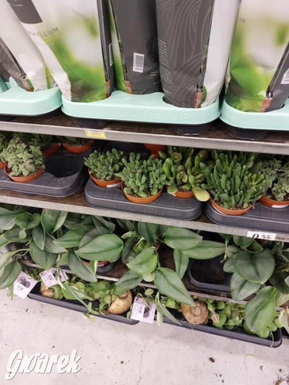 Festiwal Roślin. Wielki wybór, jakie ceny?