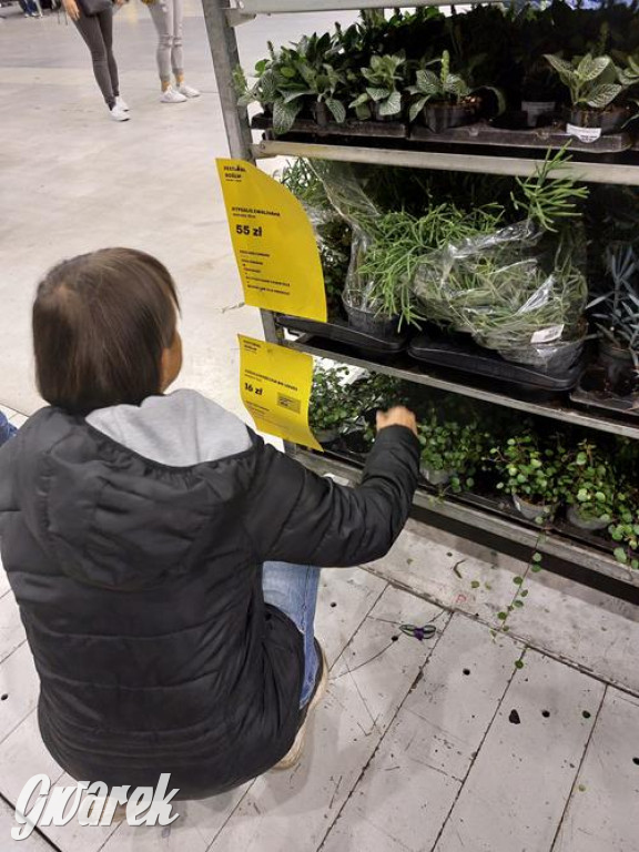 Festiwal Roślin. Wielki wybór, jakie ceny?