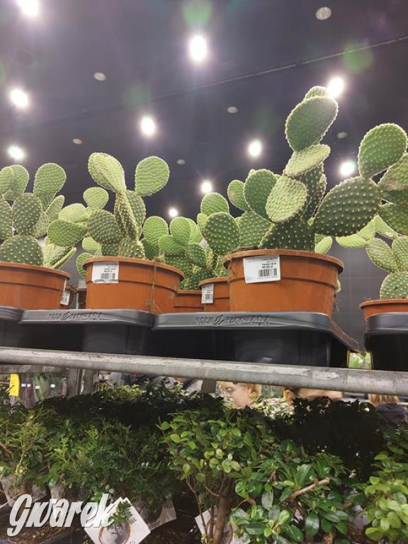 Festiwal Roślin. Wielki wybór, jakie ceny?