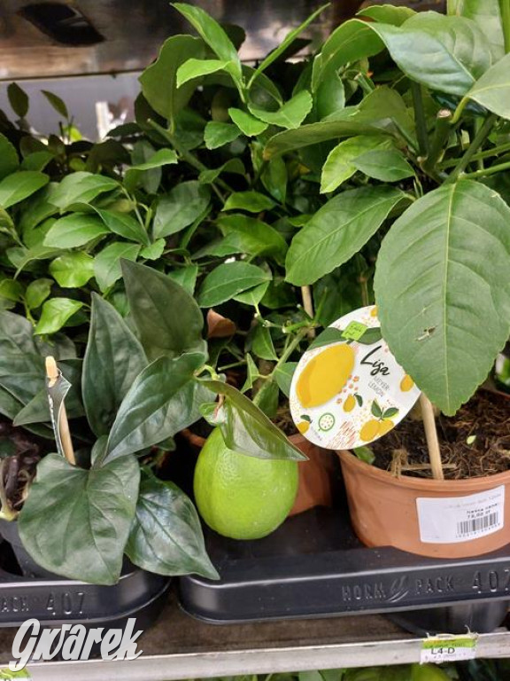 Festiwal Roślin. Wielki wybór, jakie ceny?