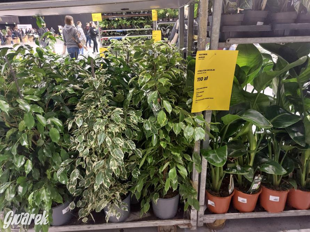 Festiwal Roślin. Wielki wybór, jakie ceny?