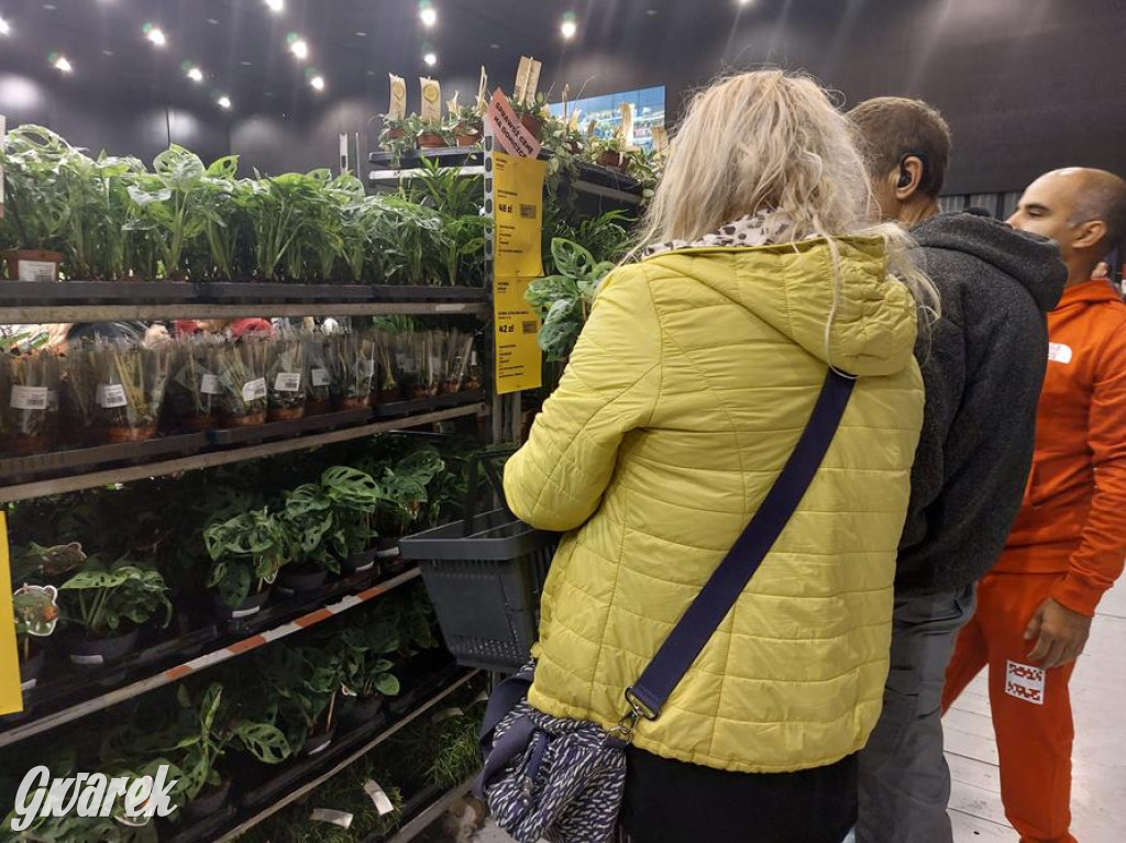 Festiwal Roślin. Wielki wybór, jakie ceny?