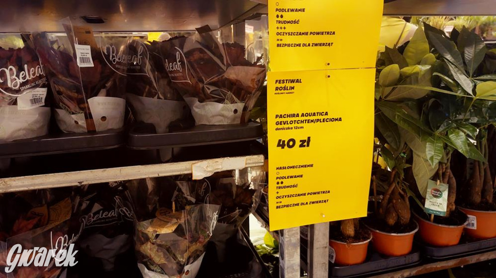 Festiwal Roślin. Wielki wybór, jakie ceny?