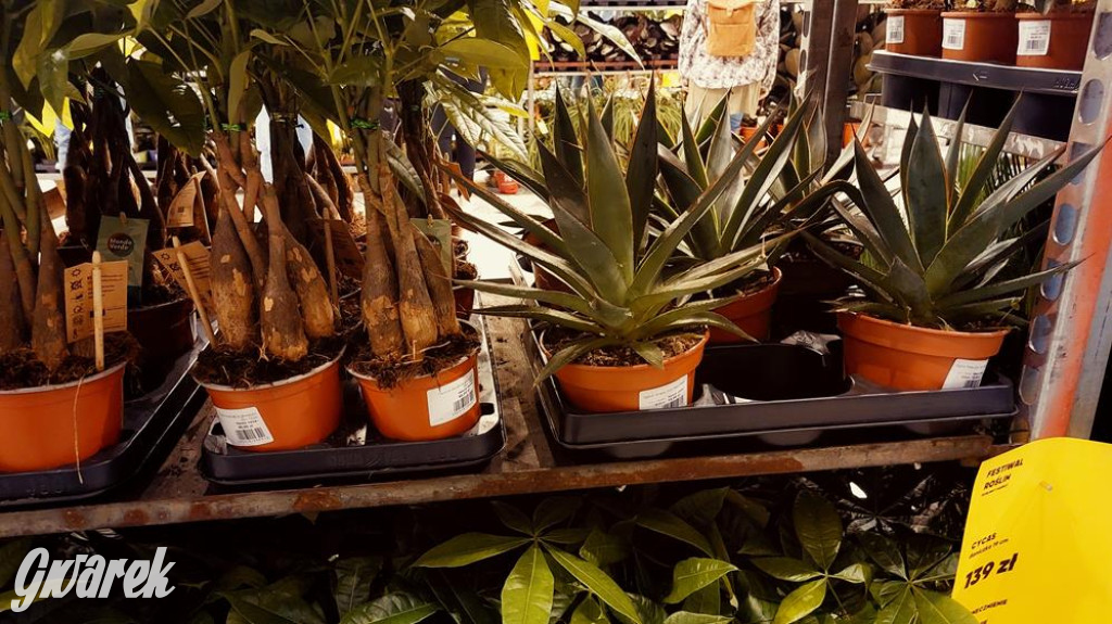 Festiwal Roślin. Wielki wybór, jakie ceny?