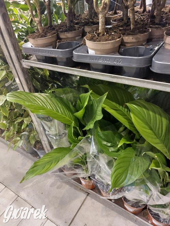 Festiwal Roślin. Wielki wybór, jakie ceny?