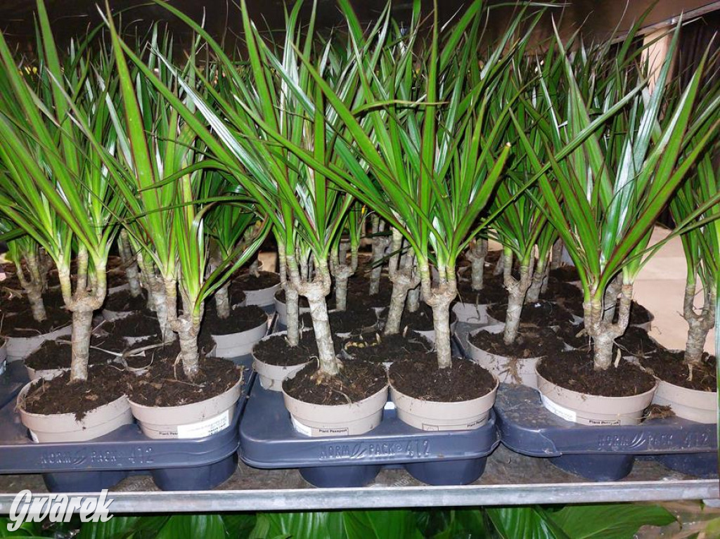 Festiwal Roślin. Wielki wybór, jakie ceny?