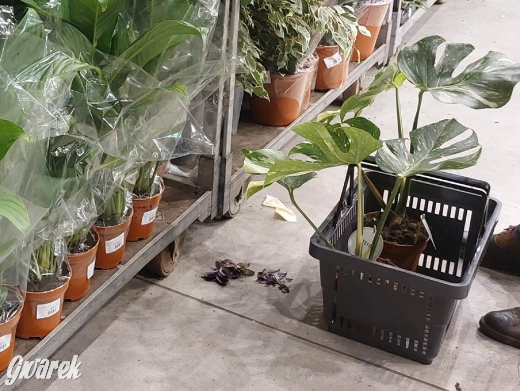 Festiwal Roślin. Wielki wybór, jakie ceny?